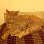 Elisha's Horsepool's Cat's!! - @charlesandruby.ginger - Instagram