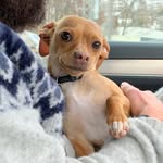 Ginger - @ginger_oliver_charles - Instagram
