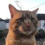 @gingercharles2025 - Instagram
