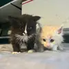 MaineCoons Ginger&Charles - @ginger.charles - TikTok