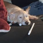 Ginger - @ginger__chavez - Instagram