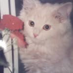 Ginger Cleary - Facebook