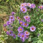 Jenine Clevenger Ginger Scarbo - @jandggopaint - Instagram