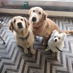 Cookie_Ginger_Jimmy - @ginger_cookie_jimmy - Instagram
