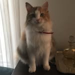 Ginger & Cookie - @ginger.cookie.tr - Instagram