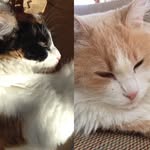 Ginger And Cook The Cats - @ginger_cook_ - Instagram