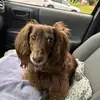 Ginger Cook - @ginger.cook5 - TikTok