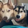 gingercooley463 - @gingercooley463 - TikTok