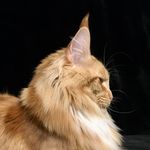 Boris The Ginger Maine Coon - @boristhegingercoon - Instagram