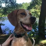Ginger Coonhound - @gingercoonhound - Instagram