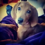 Ginger - @ginger_coonhoundmix - Instagram