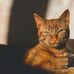 Ginger kittens &amp; Maine coon for adoption Inc - Facebook