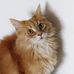 Ginger Maine Coon - Facebook