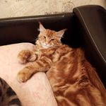 Ginger - @maine_coon_ginger - Instagram