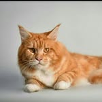 GingerCoon - @gingercoon8 - Instagram