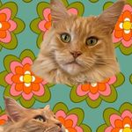 Kitty - @gingercoonkitty - Instagram