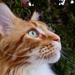 Wotsit the ginger Maine Coon - @sir_wotsit - Instagram