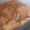 charlie - @gingercouchcat1 - TikTok