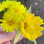 Ginger Daniel - @daffodils_dandelions - Instagram