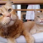 Ginger,Daniel - @_doudou_le_chat._ - Instagram