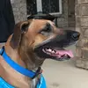 Ginger zee Dog 🐶 - @gingerdoge - TikTok