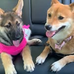 Ginger and Maxi Dominguez - @gingerandmaxi - Instagram