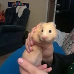 Gingerdriver - @gingerdriver9 - Instagram
