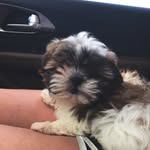 ♕Ginger♕ - @gingerdunnam - Instagram