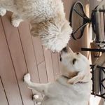 Finny And Ginger - @finn_and_ginger - Instagram