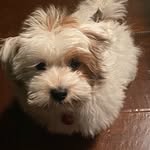 Ginger Fitzpatrick - @gingyfloof - Instagram
