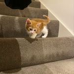 Floyd (pink) - @floydthegingercat - Instagram