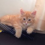 Ginger-Floyd - @thegingerfloyd - Instagram