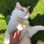 Ginger, James, Aagje & Floyd 🤍 - @ginger.and.friendss - Instagram