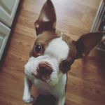 Ginger Frost - @just_ginny_things - Instagram