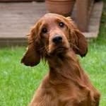 Ginger - @ginger_frostclaw - Instagram