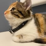 @fuchs_the_half_ginger_cat - Instagram