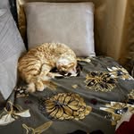 Ginger gambler - @gingergambler - Instagram