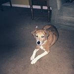 Ginger. Gorman - @ginger_gorman101 - Instagram