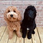 G I N G E R & A B E - @ginger_n_abe_gossett - Instagram