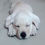 Ginger - @gingergossipdiary - Instagram