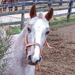 Ginger Graham - @gingertheforgottenpony - Instagram