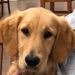 Ginger Graham the Golden - @ginger_graham_thegolden - Instagram