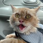 Jahe Ginger Granger - @jahe_cat - Instagram