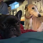 Ginger & Gregory - @gingerandgregory - Instagram