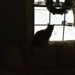 Ginger - @guess_what_its_ginger - Instagram