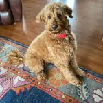 Ginger Smith - @guesswhatgingersaid - Instagram