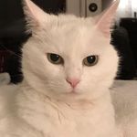 Ginger Hammond - @ginger_hammond - Instagram