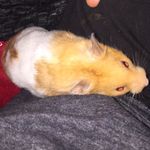 Gingernut Hammond - @gingernuthammond - Instagram