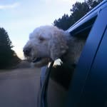 Ginger Hanson - @adventure_girl_goldendoodle - Instagram
