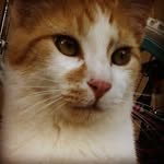 Ginger_White_Hawk - @ginger_says_meow - Instagram